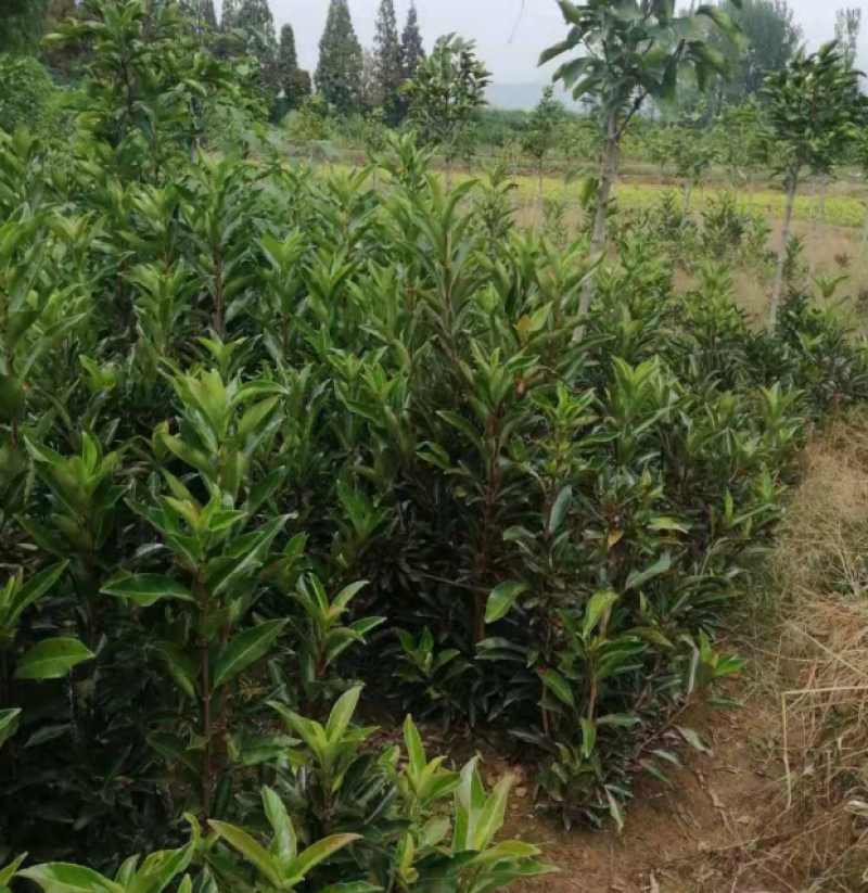 法国冬青，别名珊瑚树，是园林绿化的常见树种。