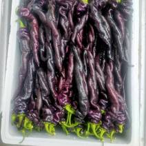 优质紫陇椒，紫色螺丝椒，紫色麻辣椒，尖椒
