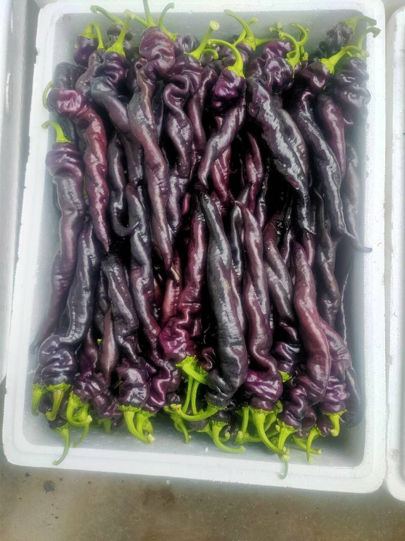 优质紫陇椒，紫色螺丝椒，紫色麻辣椒，尖椒