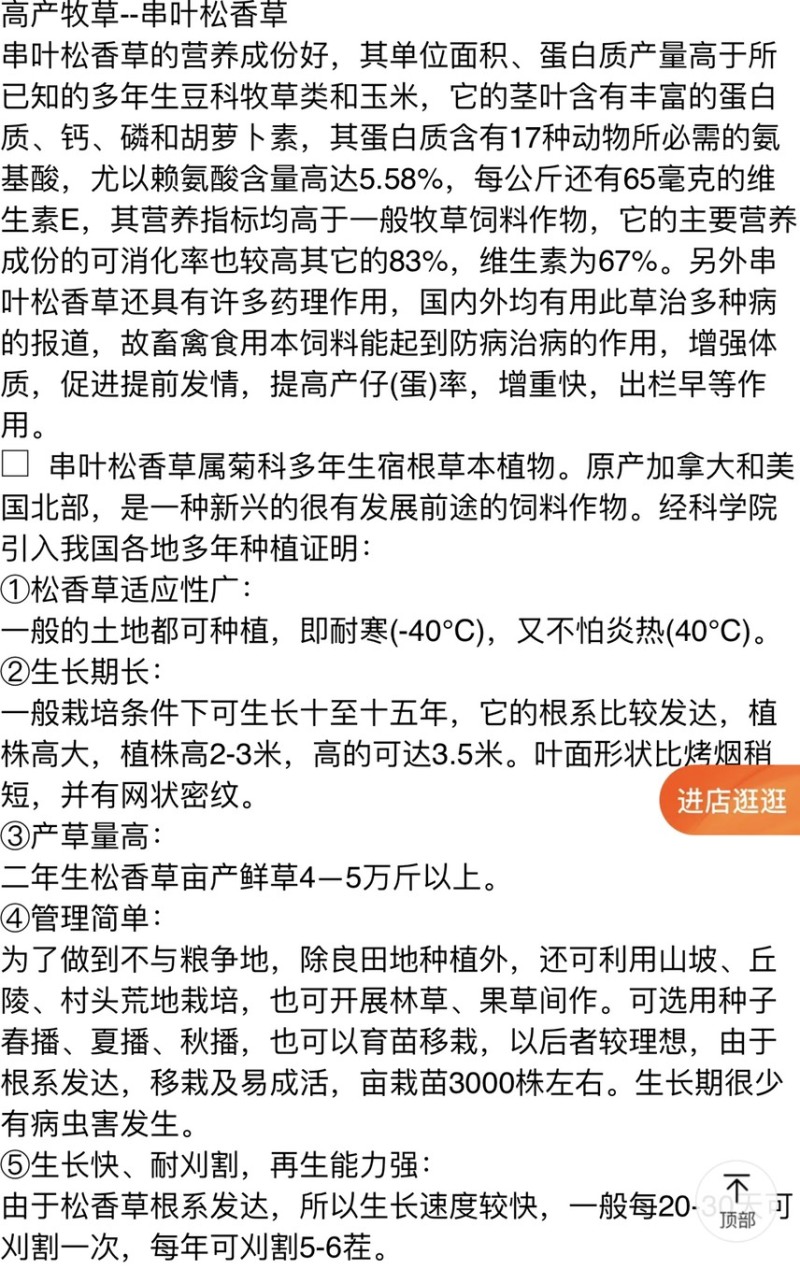 高产串叶松香草种子多年生牧草猪牛羊鹅畜禽牧草籽营养丰