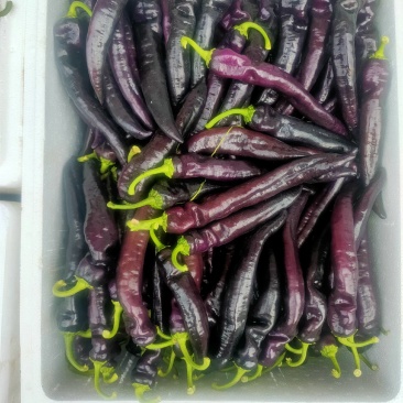 紫尖椒大量出货