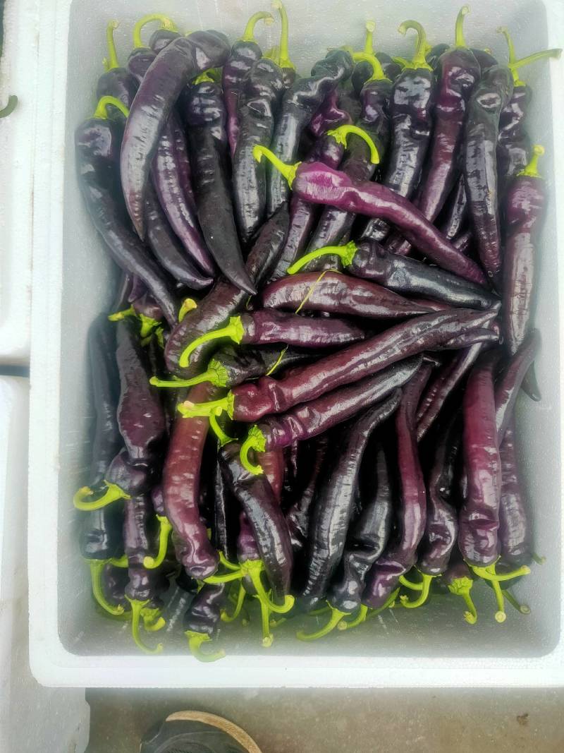 紫尖椒大量出货
