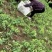 豌豆尖儿