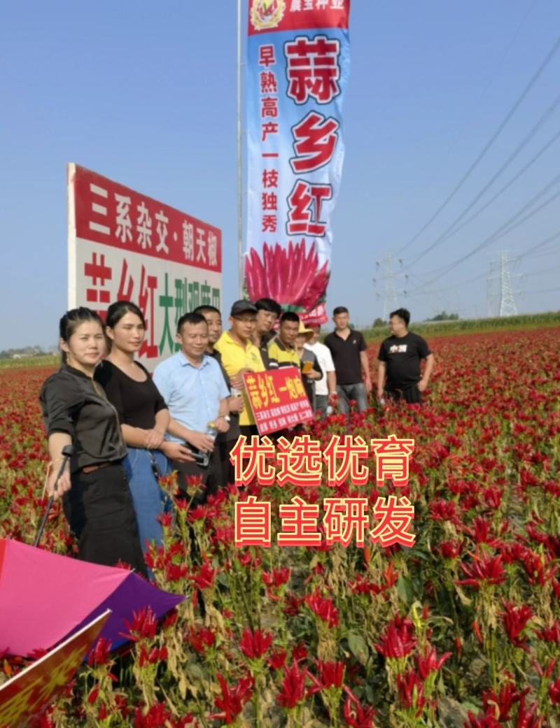 辣椒种子