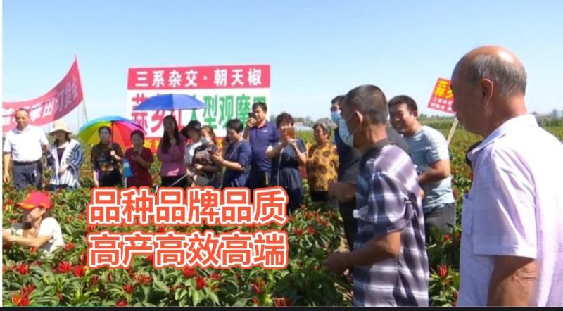 辣椒种子