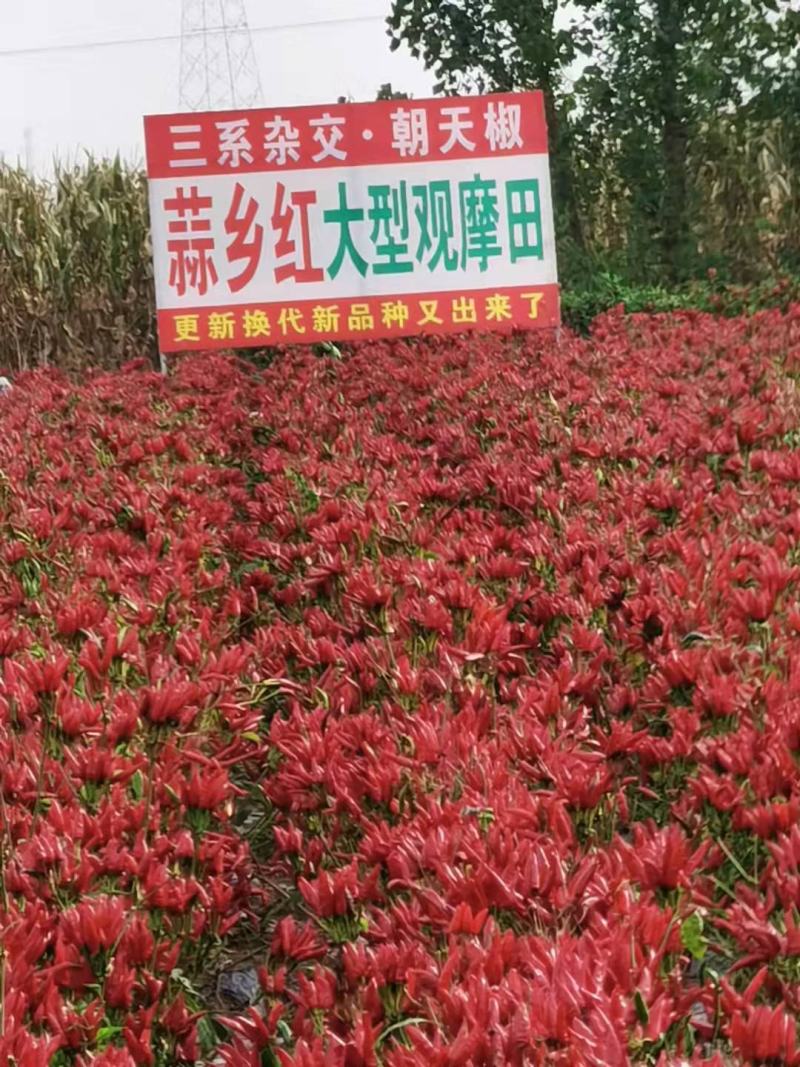 辣椒种子