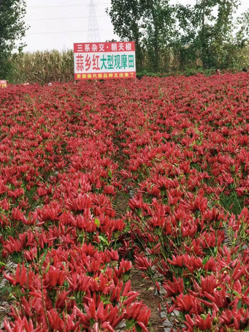 辣椒种子