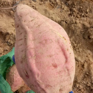 烟薯大头蜜薯专业烤薯店专业蜜薯香甜无筋流油烟薯25