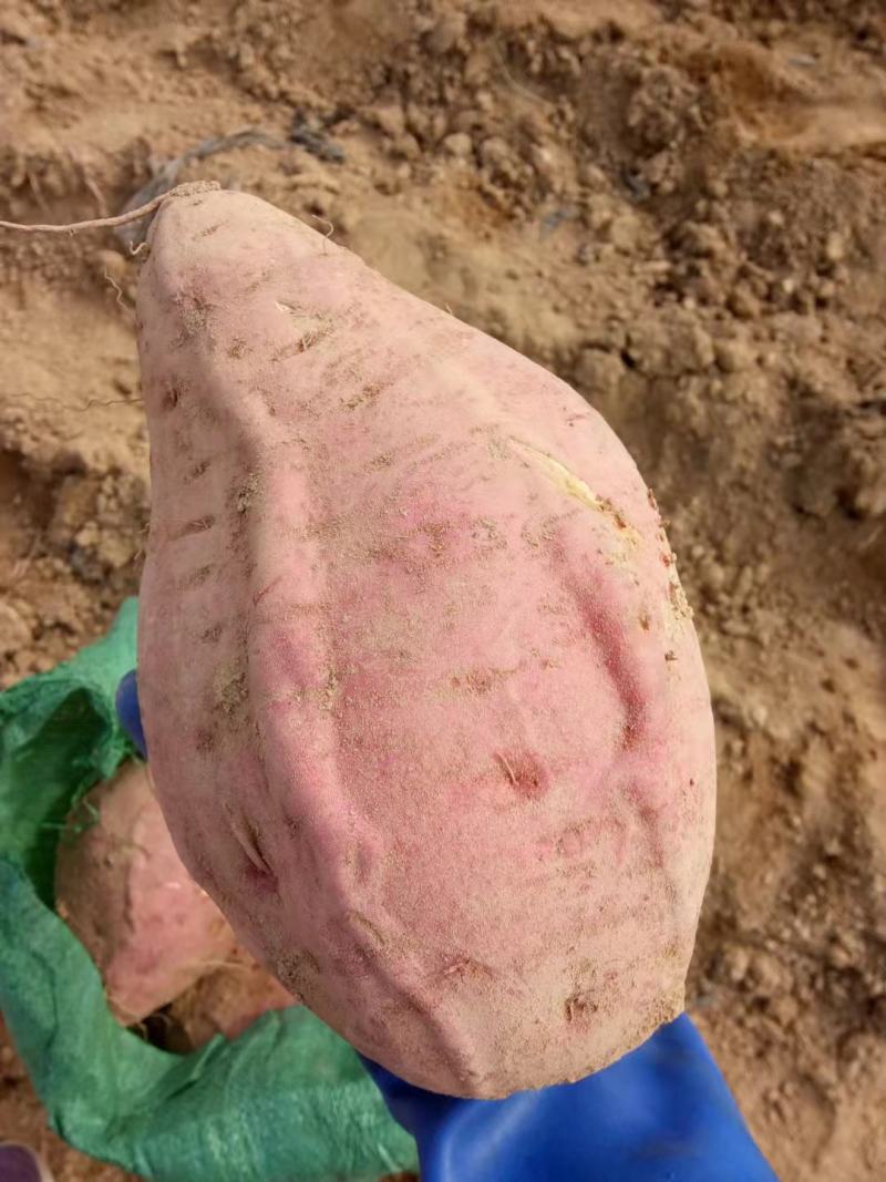 烟薯大头蜜薯专业烤薯店专业蜜薯香甜无筋流油烟薯25