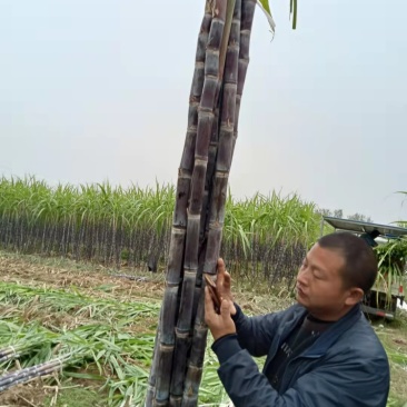 湖北枣阳黑皮甘蔗：皮薄脆甜，节长，糖度17-18个
