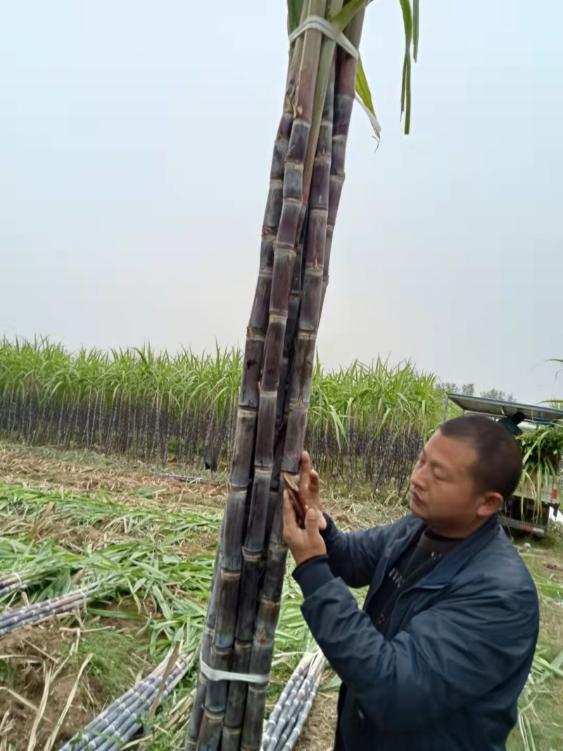 湖北枣阳黑皮甘蔗：皮薄脆甜，节长，糖度17-18个