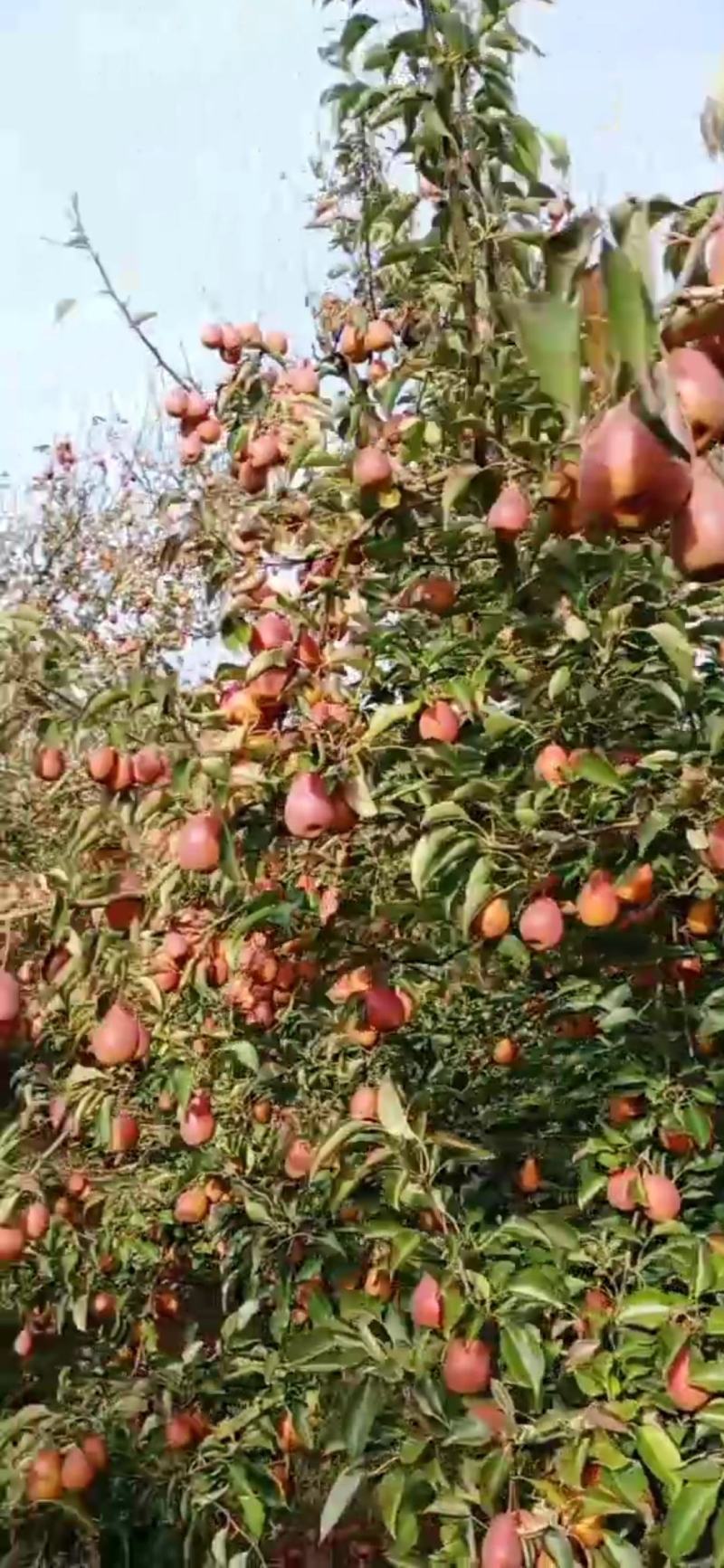 云南开远独有的小个头葫芦梨，清甜汁多，无涩无渣，核小