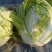 大白菜秦杂2号，精品大白菜不烧心全国供应