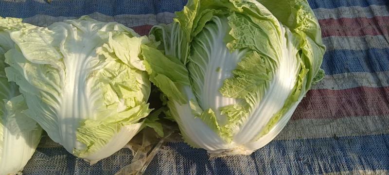 大白菜秦杂2号，精品大白菜不烧心全国供应