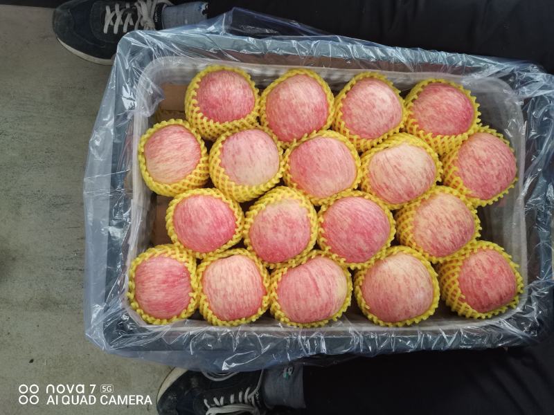 《精品红富士》欢迎全国各地老板来采购，质量有保证