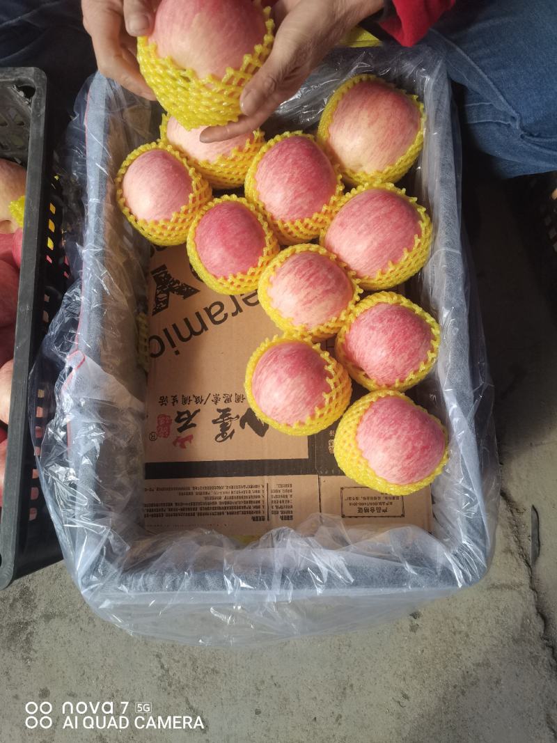 《精品红富士》欢迎全国各地老板来采购，质量有保证