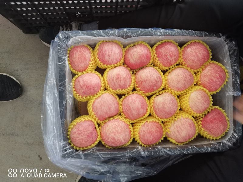 《精品红富士》欢迎全国各地老板来采购，质量有保证