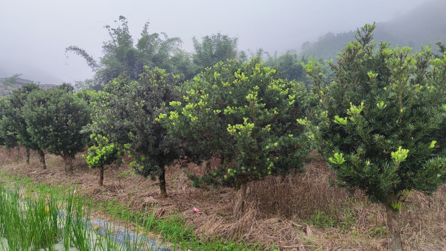 山林中的罗汉松