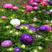 翠菊种子重瓣翠菊花种子易种四季开花阳台庭院盆栽景观花卉种