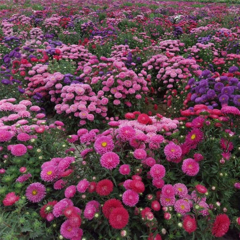 翠菊种子重瓣翠菊花种子易种四季开花阳台庭院盆栽景观花卉种