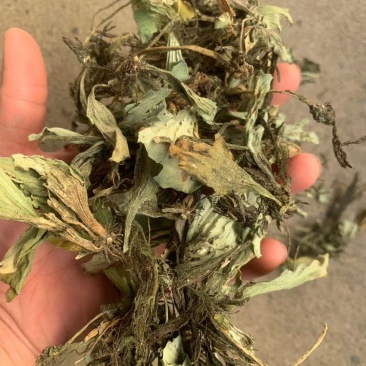 浮萍【包邮】三斤起发货可批量可零售量大从优