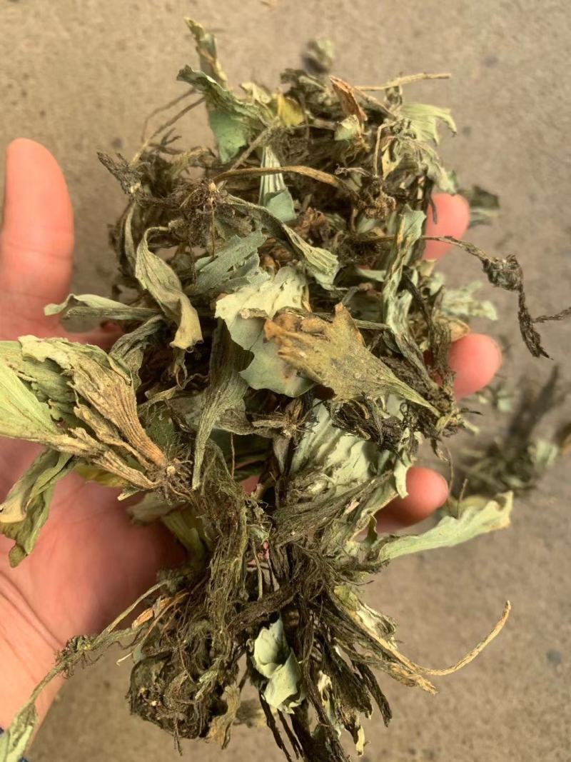 浮萍【包邮】三斤起发货可批量可零售量大从优