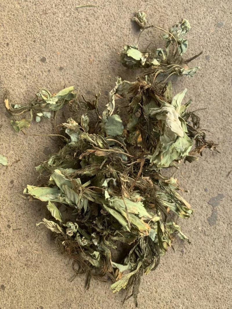 浮萍【包邮】三斤起发货可批量可零售量大从优