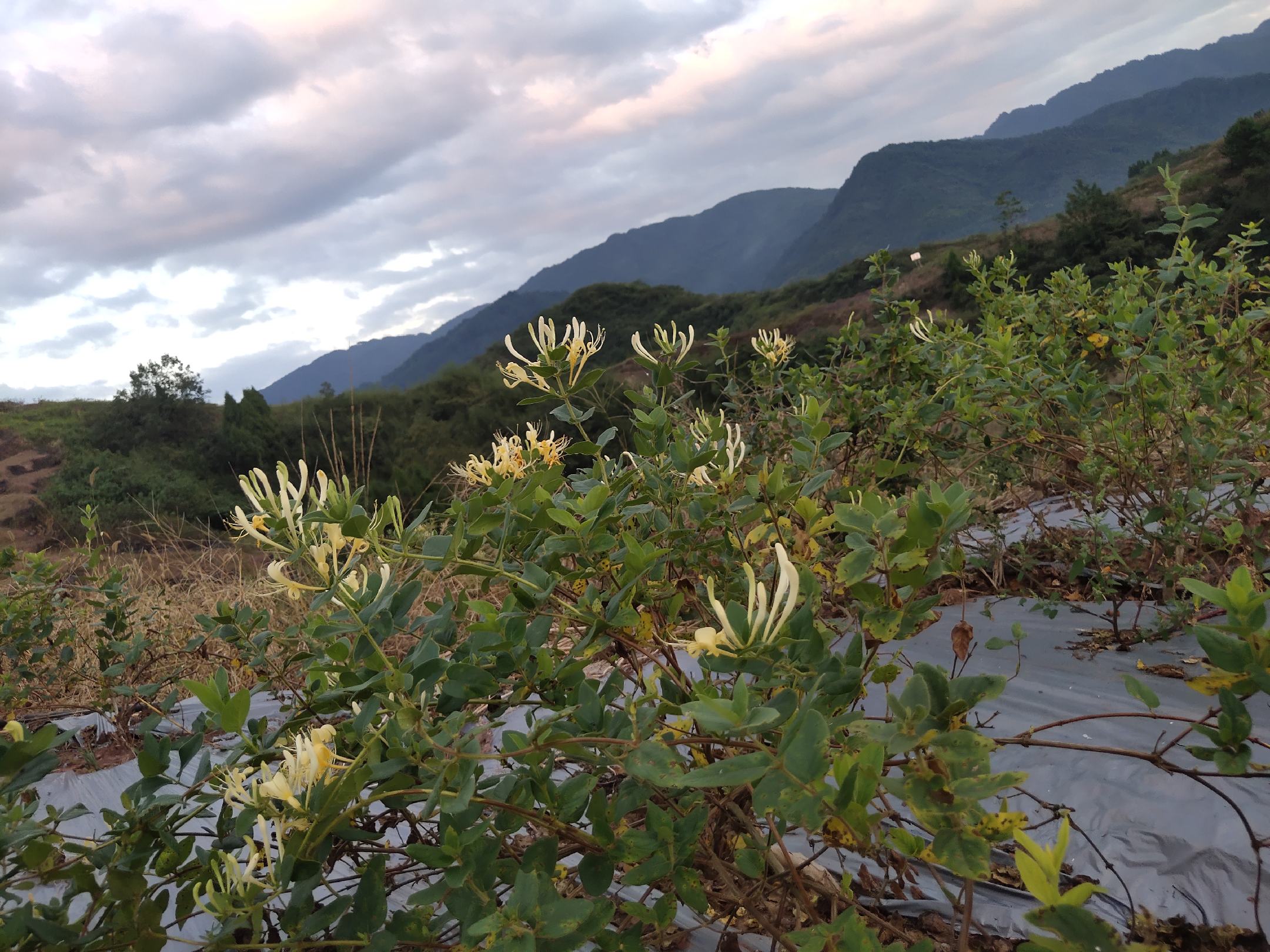 三清山油菜花盛开