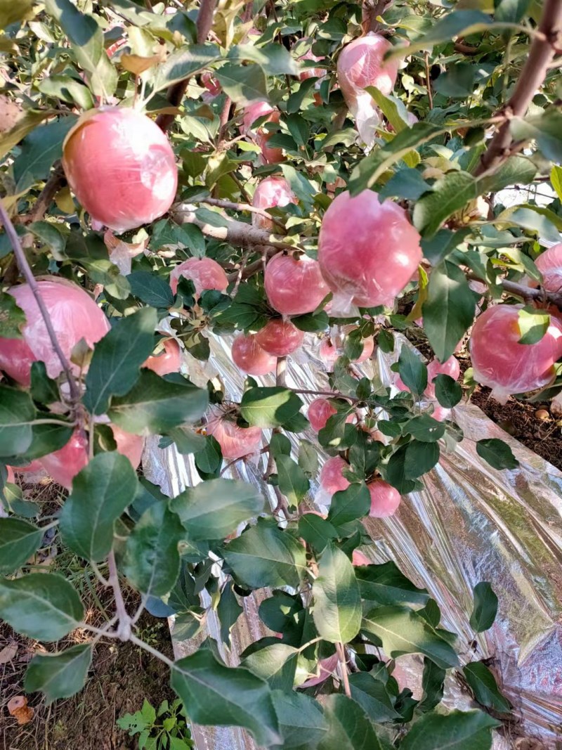 纸加膜富士，国红萍果大量有货