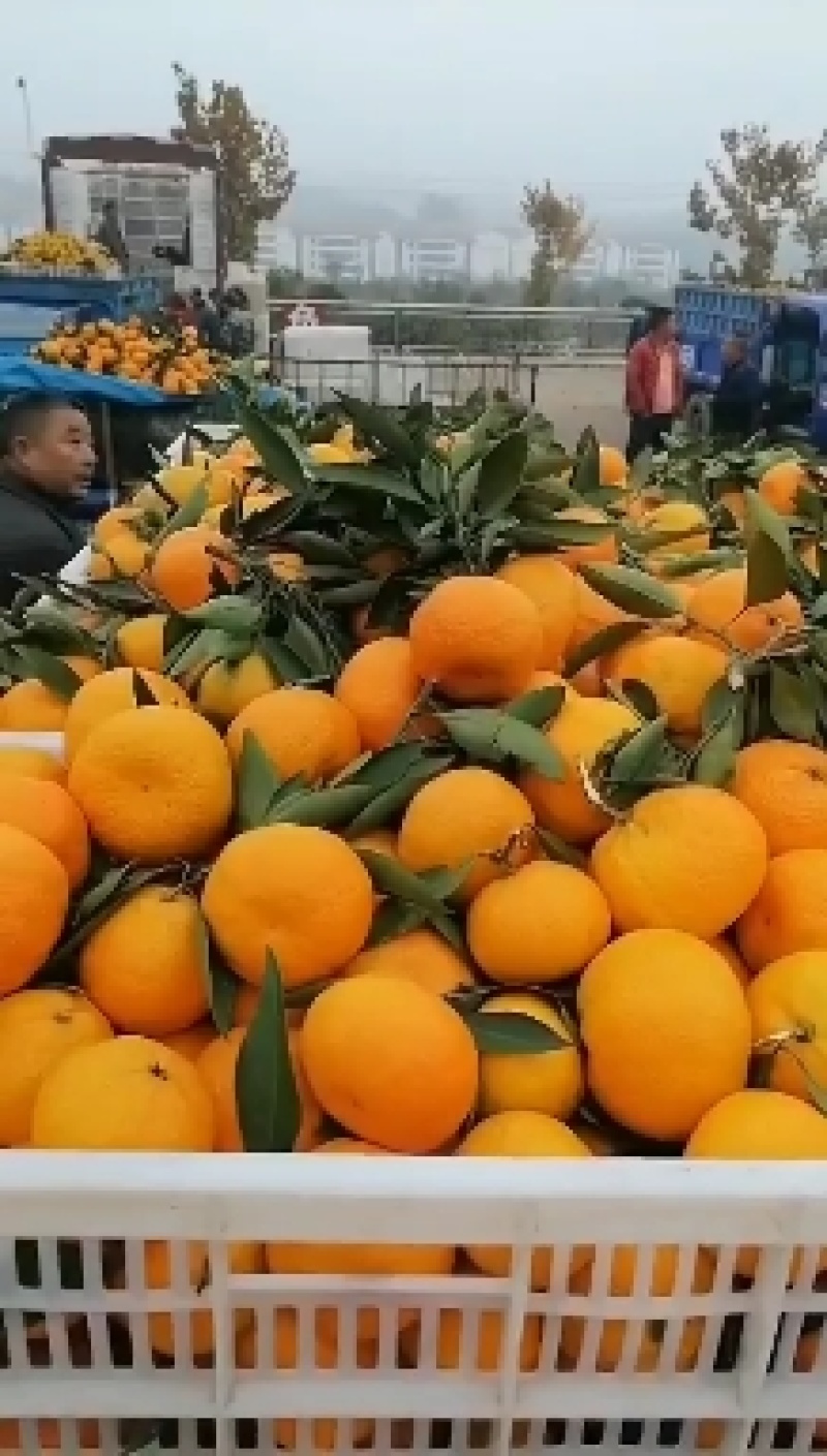 【原产地】湖北新鲜早熟蜜橘现摘现发批发量大优惠全国发货