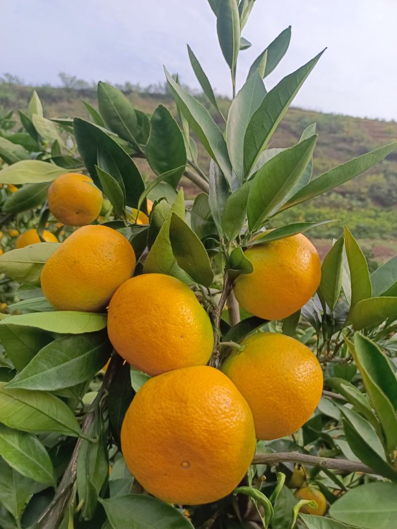 【原产地】湖北新鲜早熟蜜橘现摘现发批发量大优惠全国发货