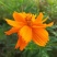 硫华菊种子黄色花种子黄秋英菊种硫化菊花卉种子
