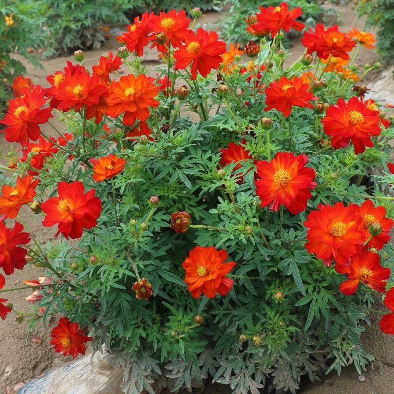 硫华菊种子黄色花种子黄秋英菊种硫化菊花卉种子