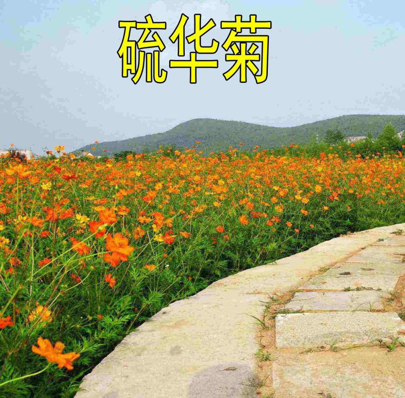 硫华菊种子黄色花种子黄秋英菊种硫化菊花卉种子