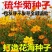 硫华菊种子黄色花种子黄秋英菊种硫化菊花卉种子