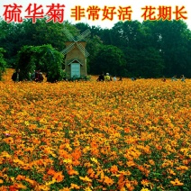 硫华菊种子黄色花种子黄秋英菊种硫化菊花卉种子