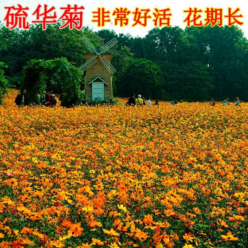 硫华菊种子黄色花种子黄秋英菊种硫化菊花卉种子
