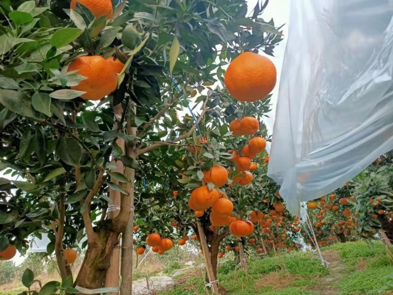 甘平柑橘苗，甘平杯苗，甘平大苗，甘平挂果苗，甘平柑桔苗