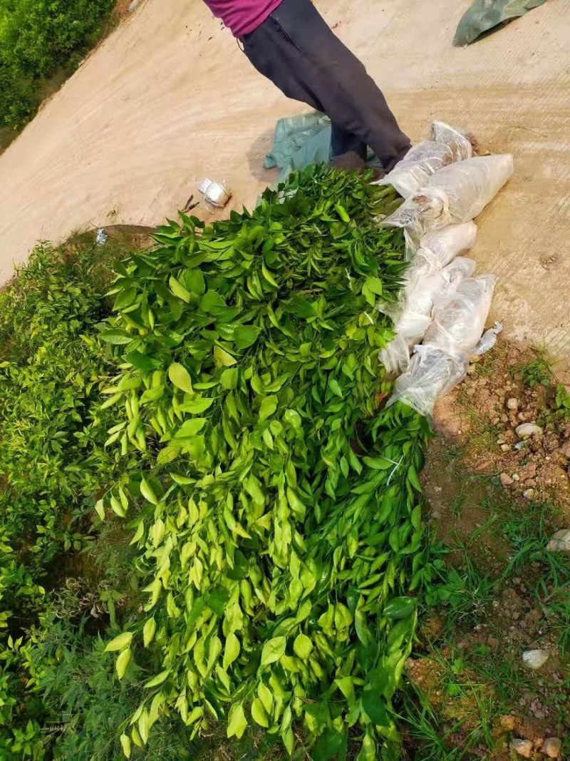 甘平柑橘苗，甘平杯苗，甘平大苗，甘平挂果苗，甘平柑桔苗