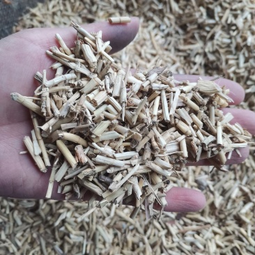 【诺一药材】白茅根可视频看货精品药材