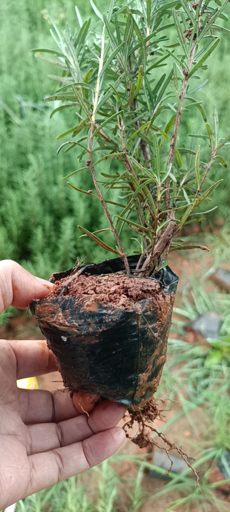 迷迭香工程用苗云南自产自销绿化用苗