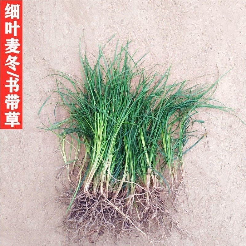 矮麦冬，玉龙草，花园植物四季常青金边麦冬，庭院别墅绿化