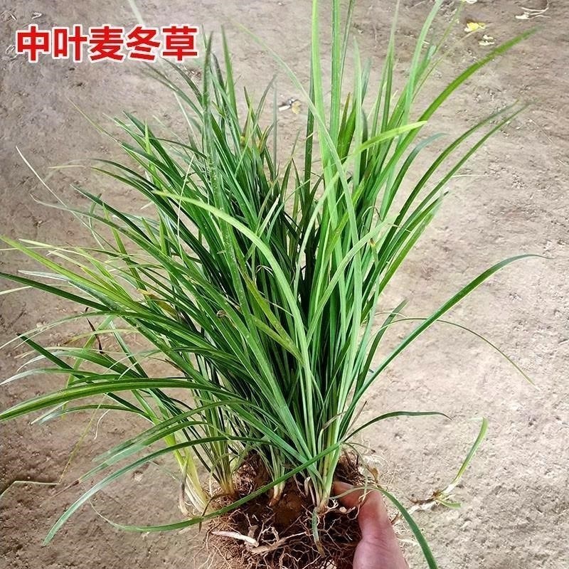 矮麦冬，玉龙草，花园植物四季常青金边麦冬，庭院别墅绿化