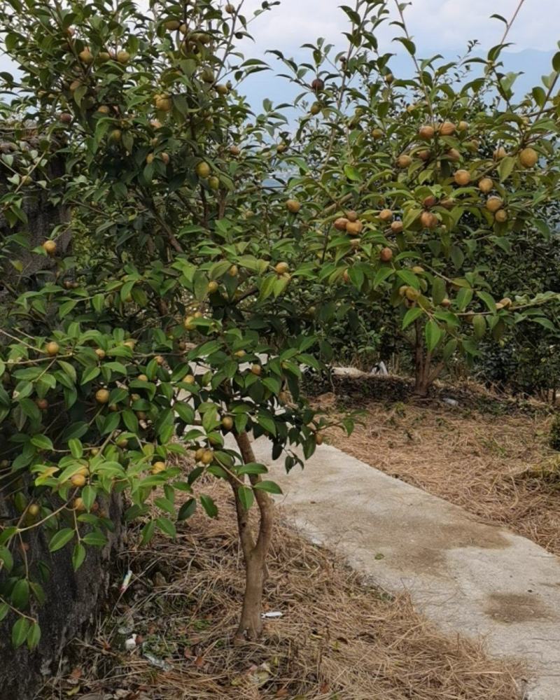 高山油茶籽，自己的基地