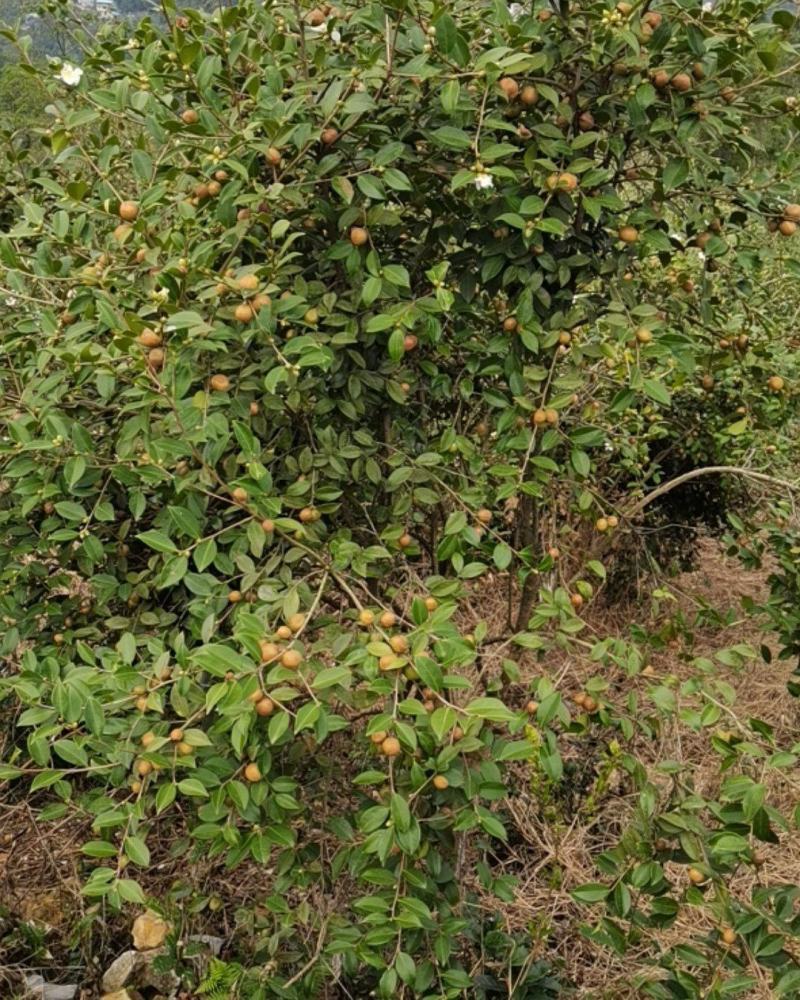 高山油茶籽，自己的基地