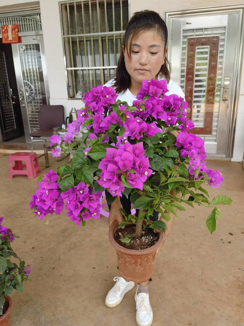 【三角梅】云南紫花三角梅产地直发提供技术死苗补发