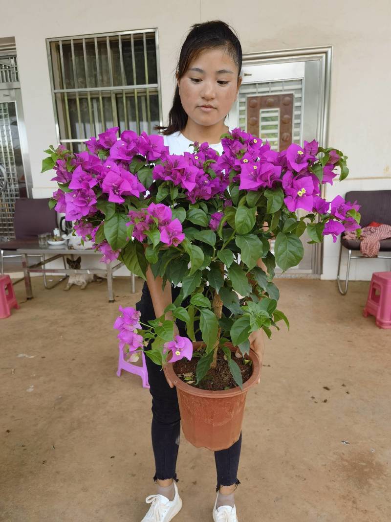 【三角梅】云南紫花三角梅产地直发提供技术死苗补发