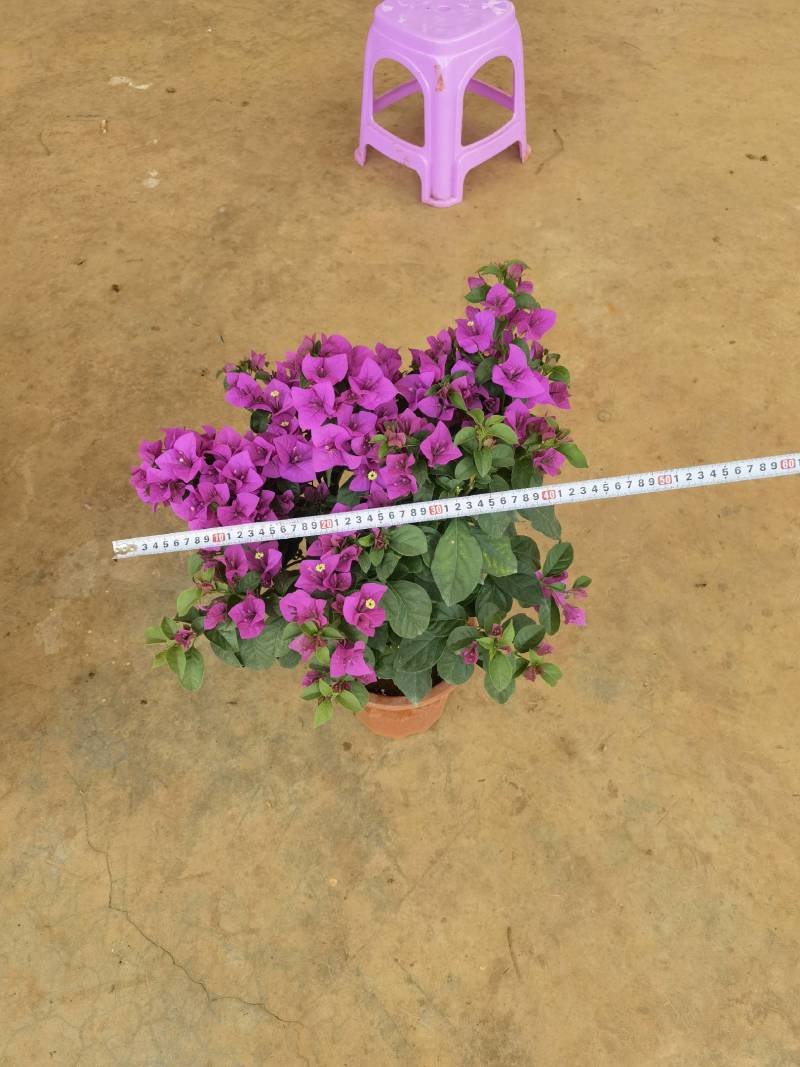 【三角梅】云南紫花三角梅产地直发提供技术死苗补发