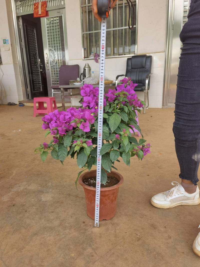 【三角梅】云南紫花三角梅产地直发提供技术死苗补发
