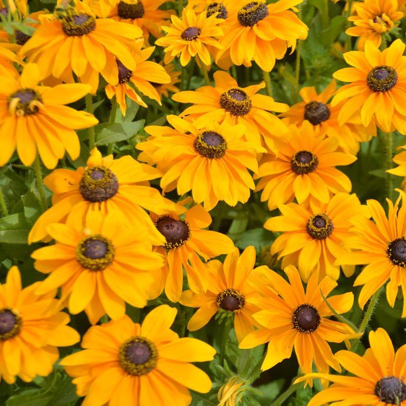 黑心菊花种四季开花室外庭院金光菊多年生耐寒花卉花种子籽